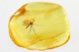 Excellent Fossil Fungus Gnat (Mycetophilidae) In Baltic Amber #315381-1